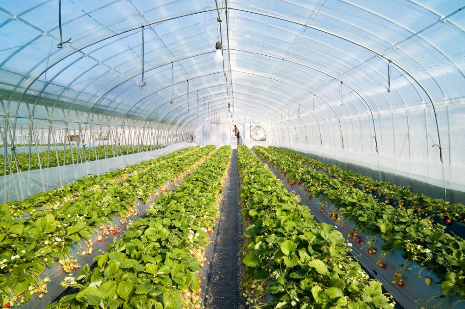 BaSO4 filler: Agriculture films
